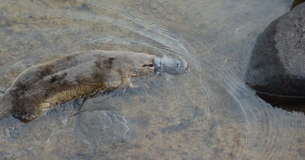 Victorian and Federal governments partner in program to stem tide for at-risk platypus