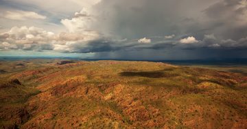 In 'landmark moment', WA Government passes bill to protect native forests