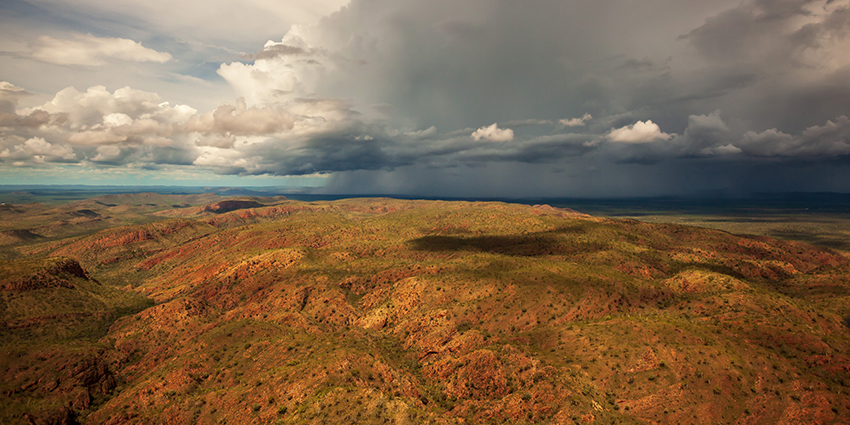 native forest in WA