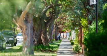 WA green schemes set to take root with tree-planting rebates