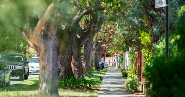 WA green schemes set to take root with tree-planting rebates