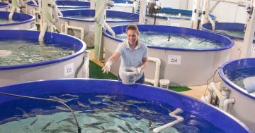 Government aid buoys aquaculture as growing sector deals with climate change