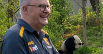 Coalition criticises PM's panda-ing diplomacy as China tour winds up