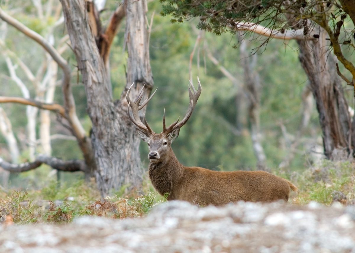 a deer in the wild