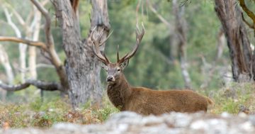 Victorian Government expands feral deer hunting on public land