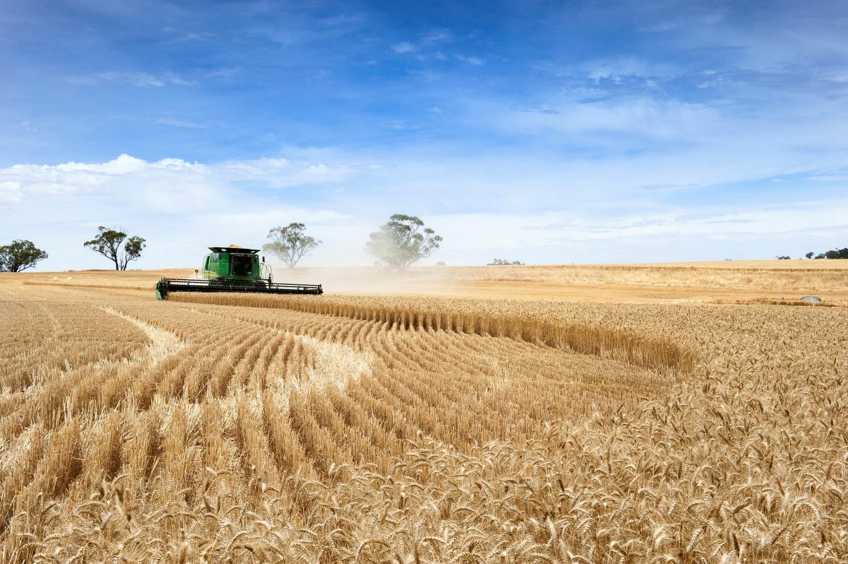 harvesting at a farm