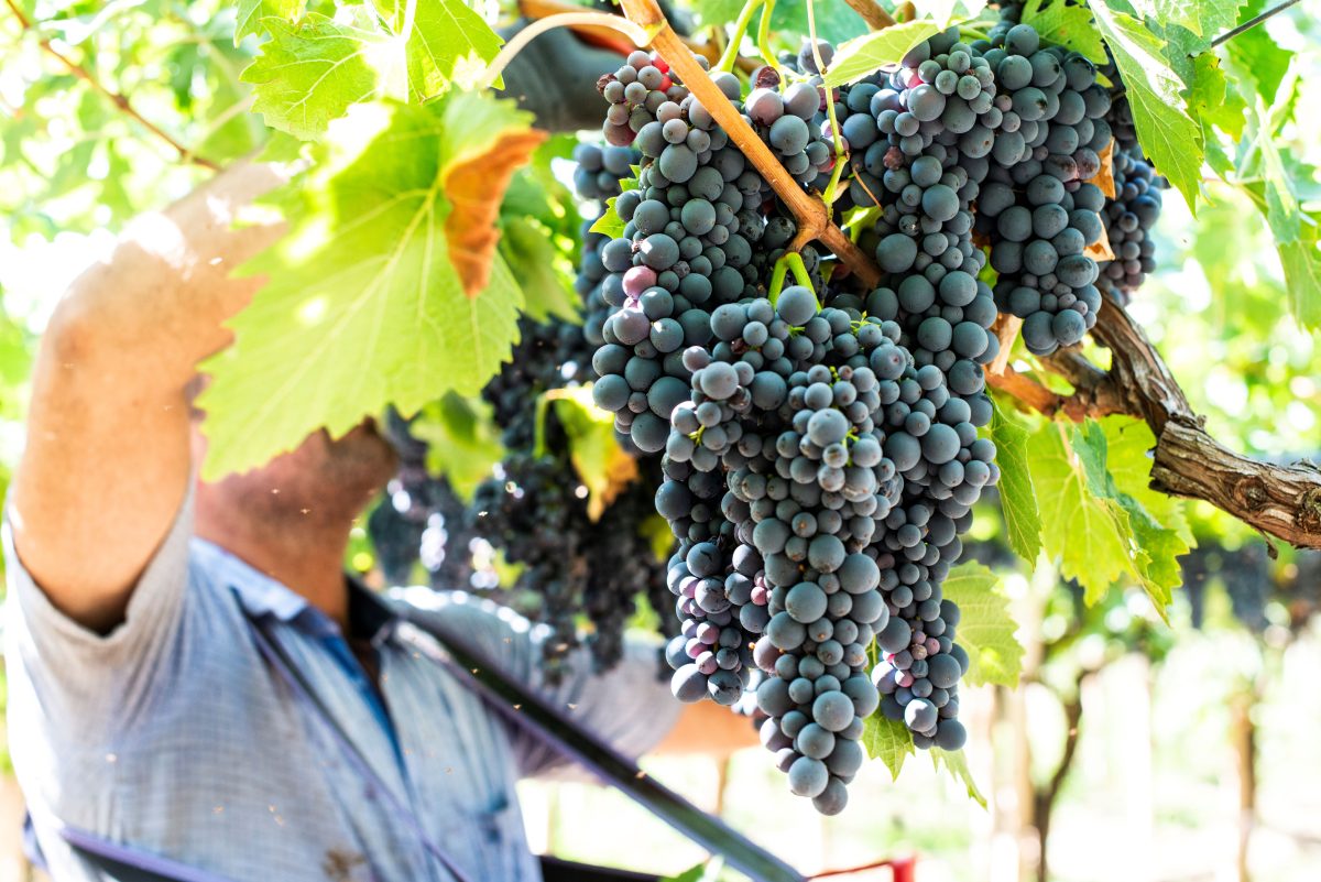 man picking grapes