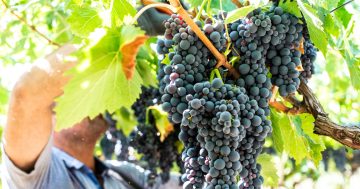 Almost $4m to be poured into wine exports to support industry in troubled global times
