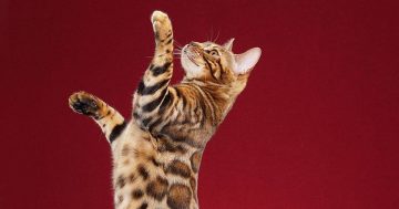 Claws for concern: Environmentalists say Bengal cat import bid is 'sheer lunacy'