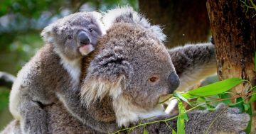 New measures to be brought to bear to boost koala safety in Sydney's south-west