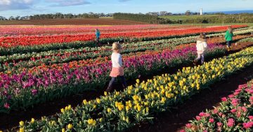 Spring into Tasmania's effervescent, full-throttle highlights