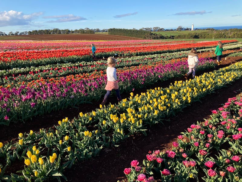 kids at a tulip farm