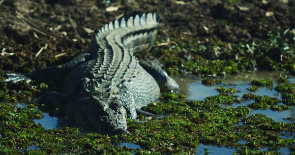 NT Government says crocodile industry could be a $250m earner in a decade