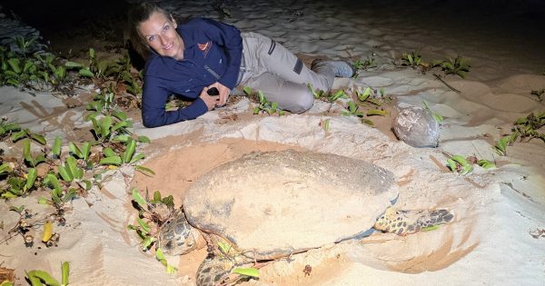 East coast project to build on western Cape turtle success