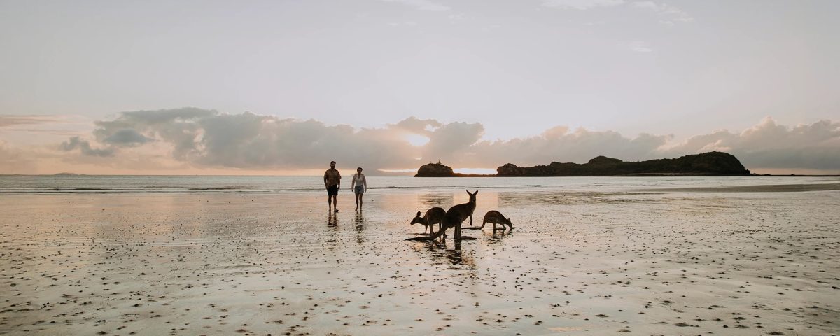 people and kangaroos on a beach