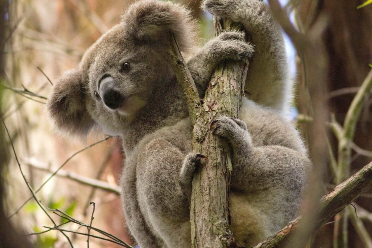 koala in a tree