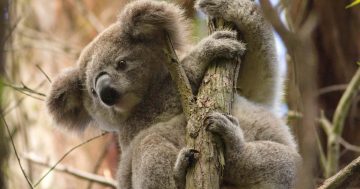 More than 12,000 koalas and 36,000 gliders to be protected by dedicated national park