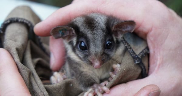 Crocs to be banned as pets and a new wildlife hospital in wings as part of animal welfare reform