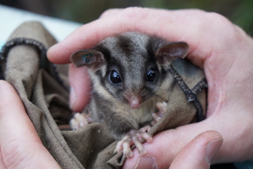 someone holding a glider