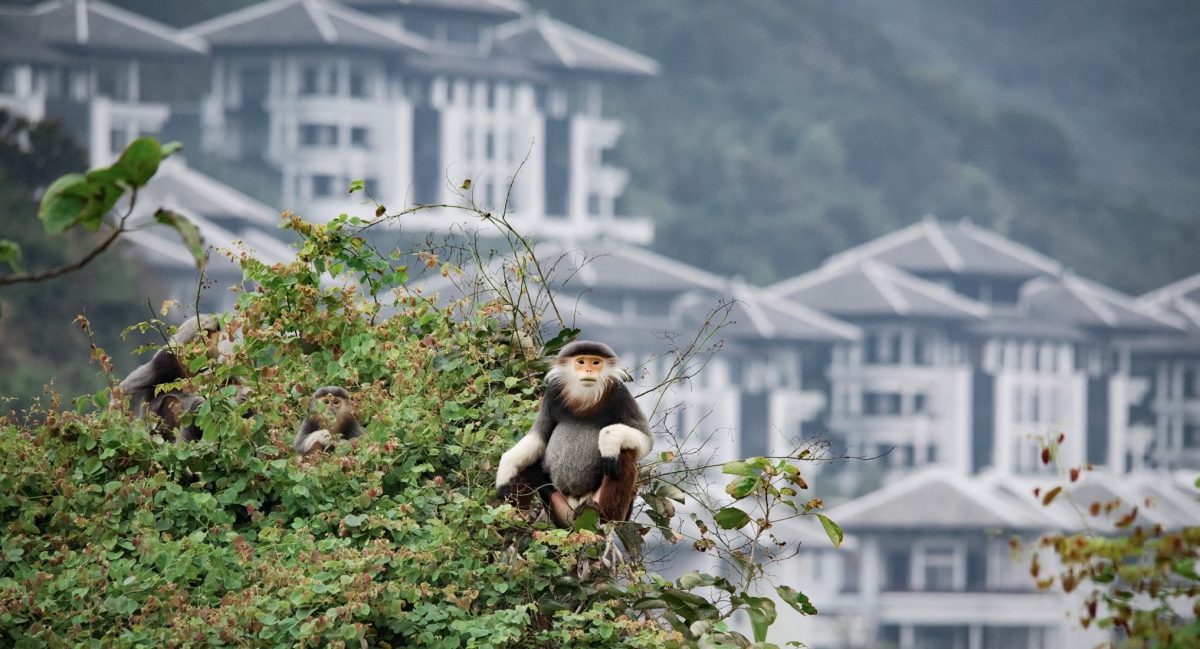 monkey in a tree in an urban area