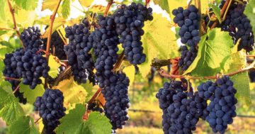 Trump tariffs great news for South Australian wine
