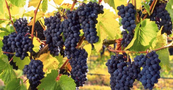Trump tariffs great news for South Australian wine