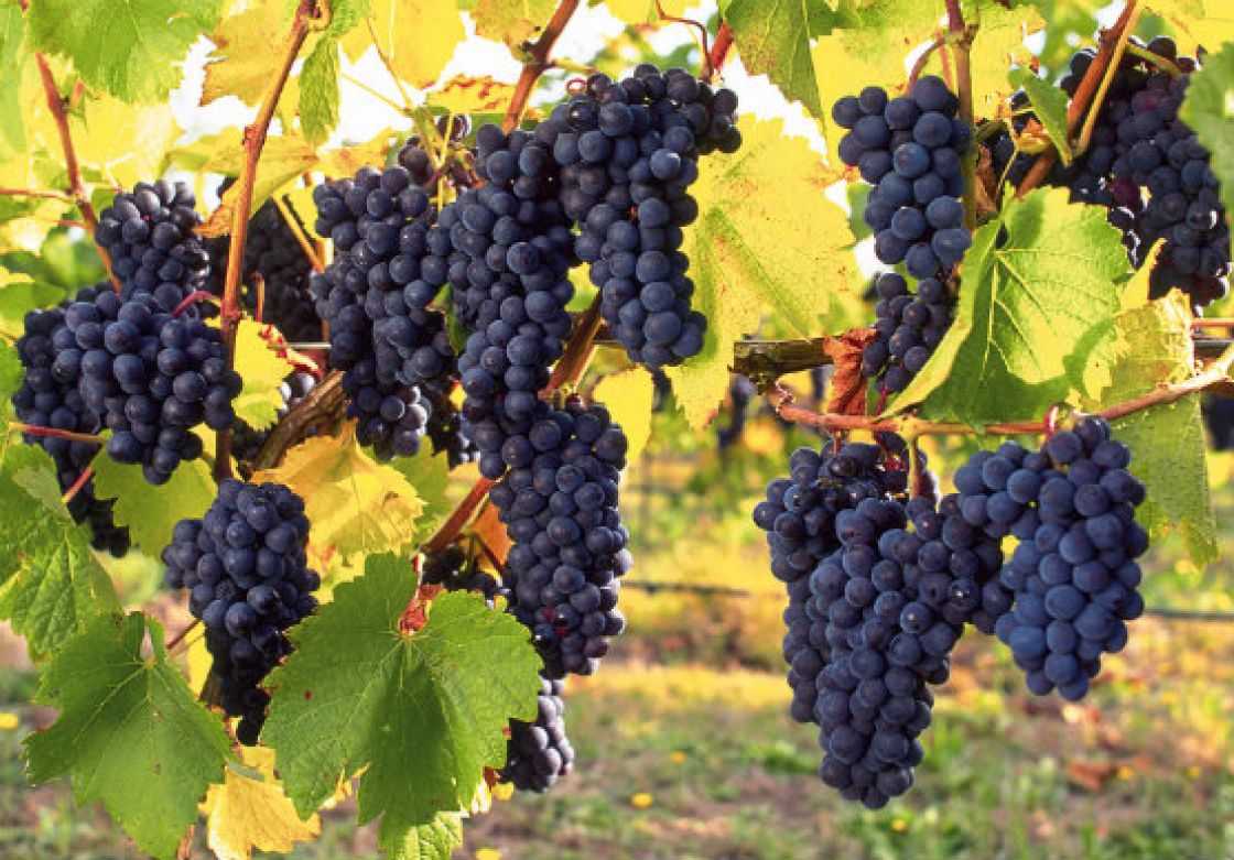 SA’s $1.93bn wine industry
