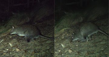 Rare marsupial spotted in Kosciuszko National Park, raising hope for species recovery