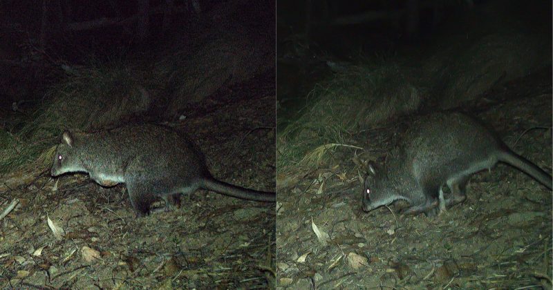 Rare marsupial spotted in Kosciuszko National Park, raising hope for species recovery