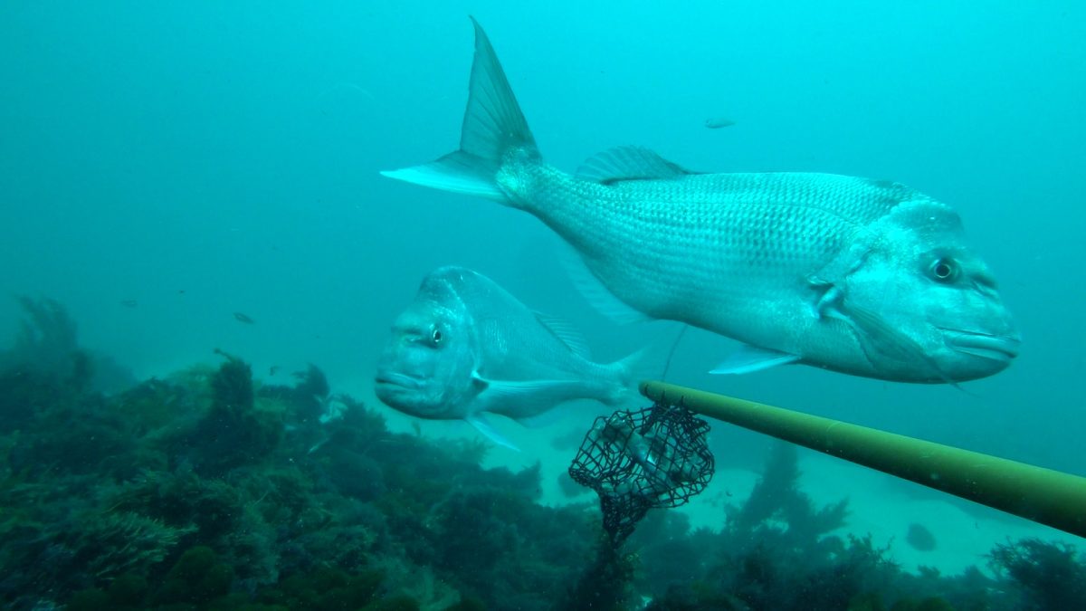 fish at bottom of an ocean