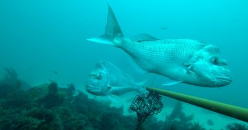Forum set to float urgently needed plan to boost WA's depleted fish stocks
