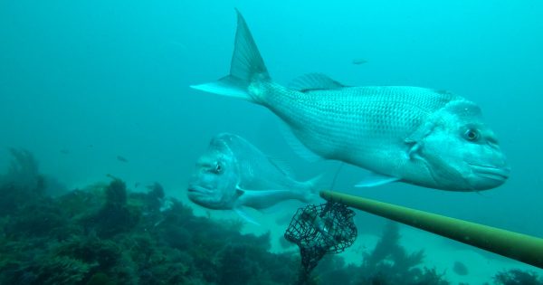 Forum set to float urgently needed plan to boost WA's depleted fish stocks