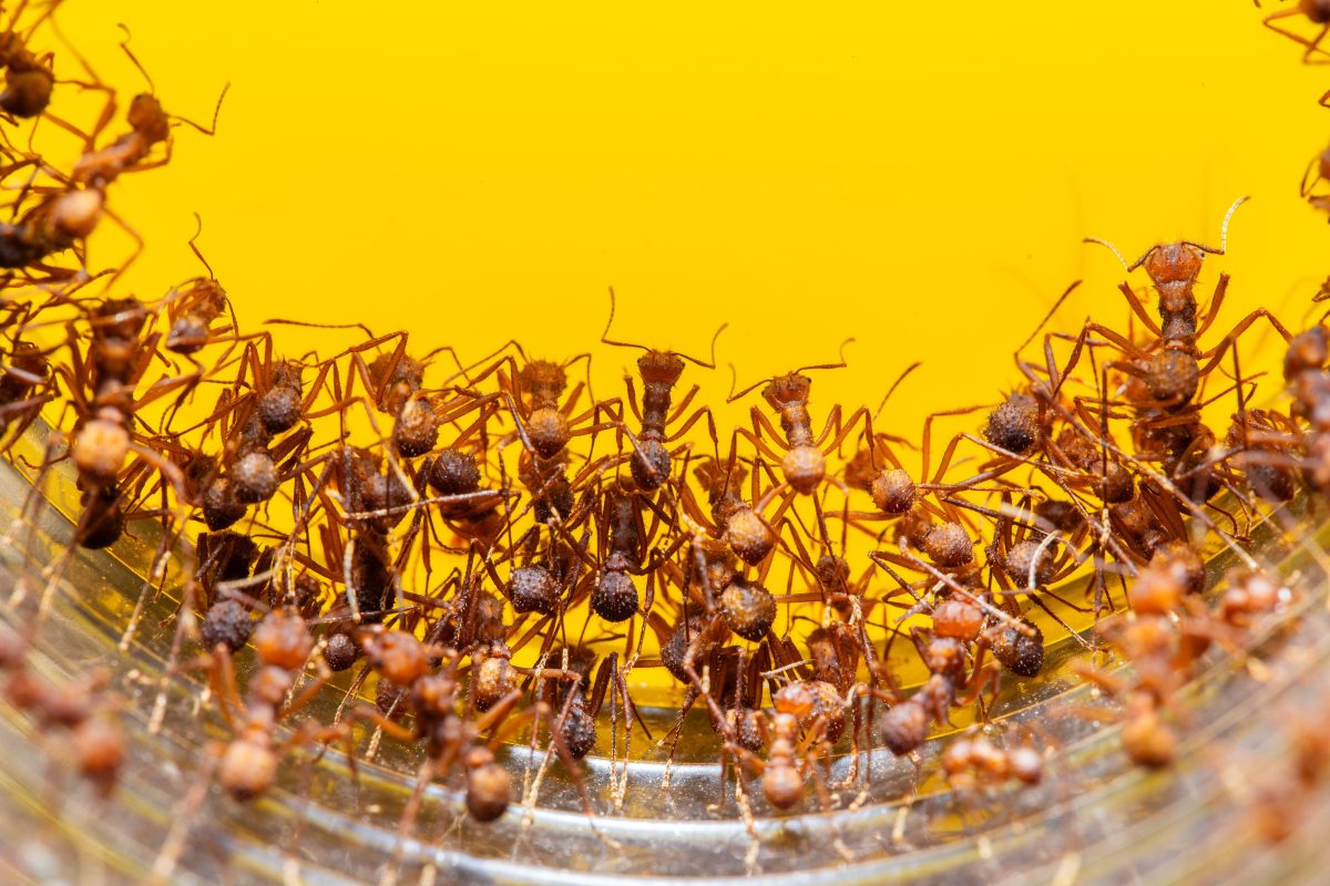 fire ants