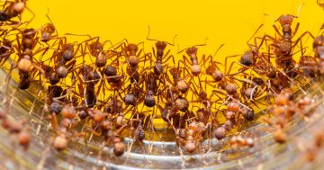 Aerial attacks aimed at stopping fire ants' harmful march in South-East Queensland