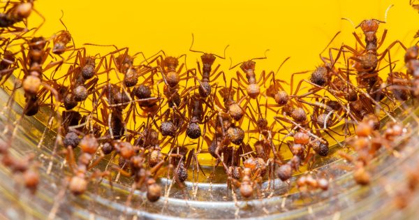 Aerial attacks aimed at stopping fire ants' harmful march in South-East Queensland