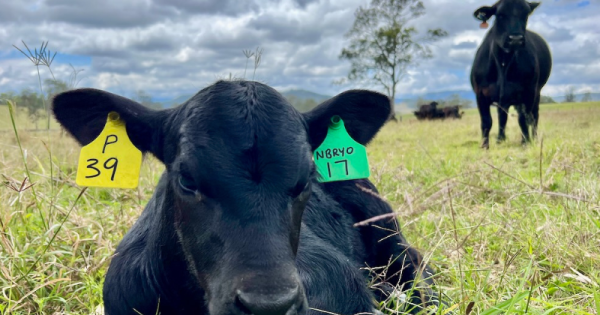 Trade mission shows Queensland is a cut above in meeting Indonesian demand for beef and dairy