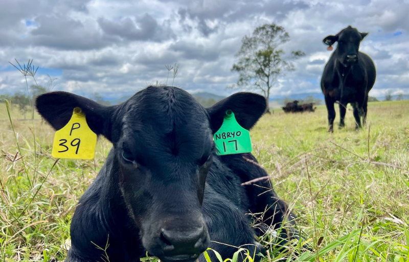 beef cattle