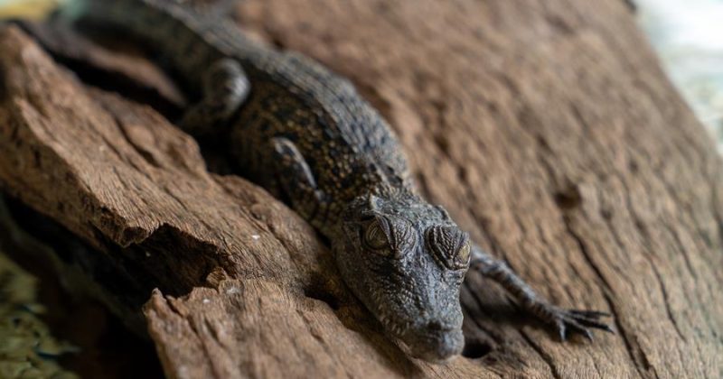 NT Government looks to sharpen laws as croc ownership returns after Labor ban