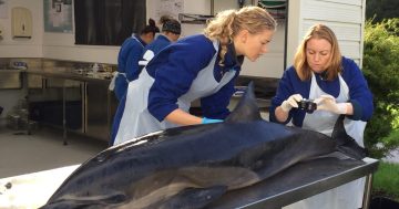 'No place to hide' from toxic chemicals: UOW researcher