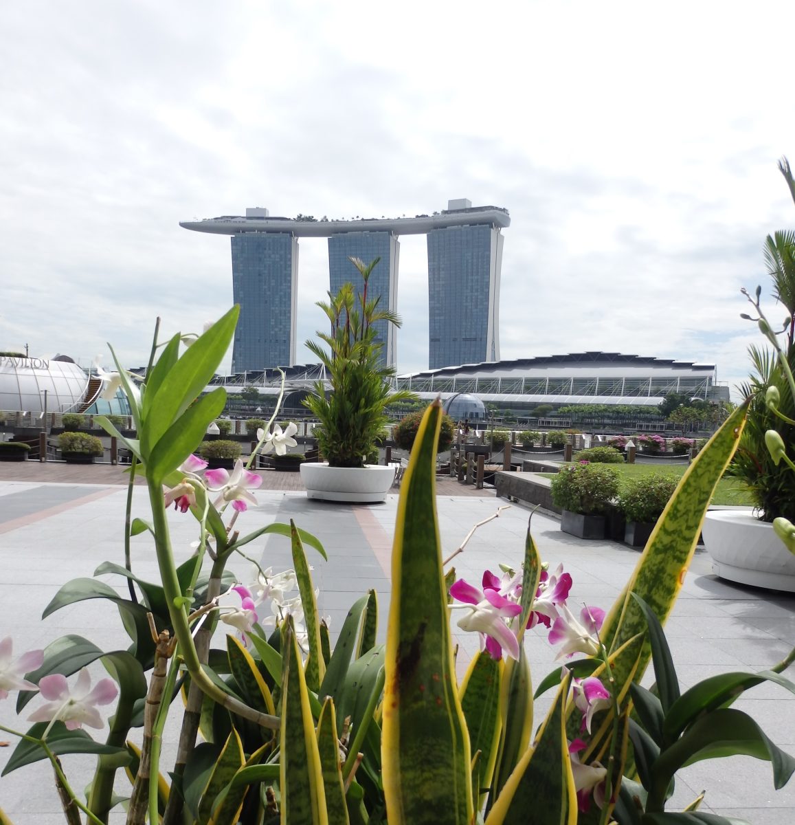marina development with towers