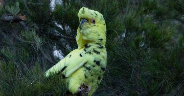 Canberra's 'cockatoo in hi-vis' actually a rare genetic condition
