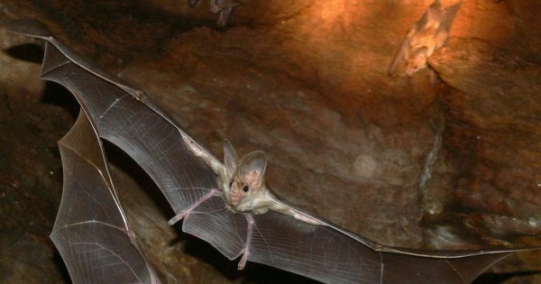 NT updates warnings on Hendra virus after new detection