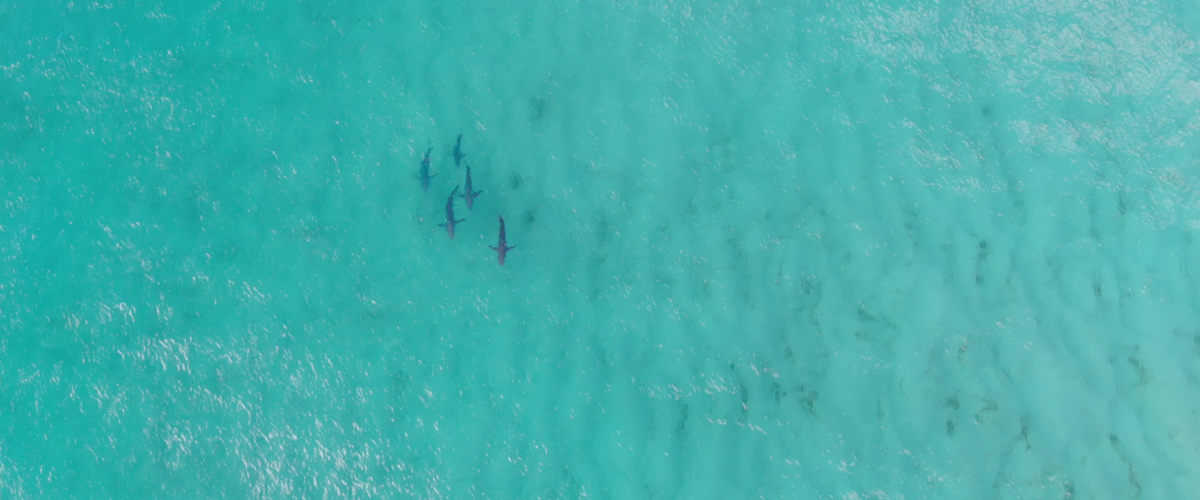 aerial view of sharks in the sea
