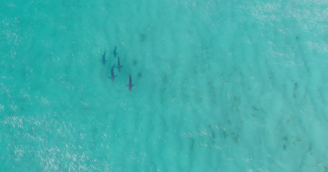 SharkSmart drone program made permanent and expanded to better protect beachgoers