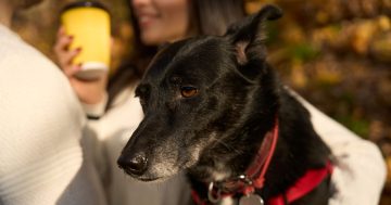 NSW to overhaul animal welfare laws 'in line with community expectations'