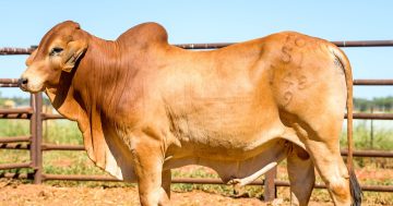 Government reports surge in cattle exports as hopes of further market beef-ups rise