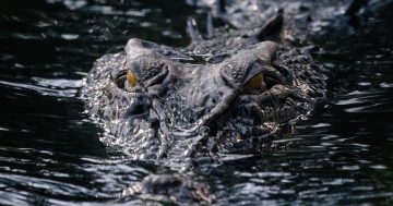 NT Government reminds public to be croc-safe this wet season
