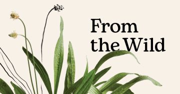 From the Wild: An essential companion to identifying, cooking and enjoying common wild plants for health and healing