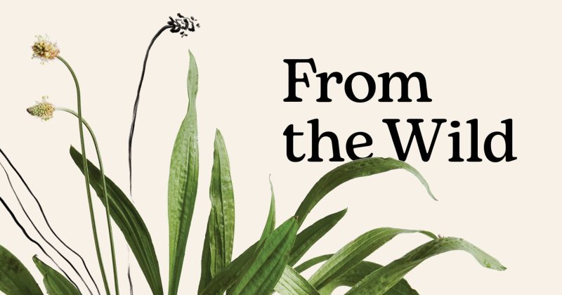 From the Wild: An essential companion to identifying, cooking and enjoying common wild plants for health and healing