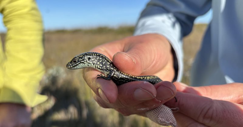 After 40-year absence, elusive reptile rediscovered in Far South Coast nature reserve